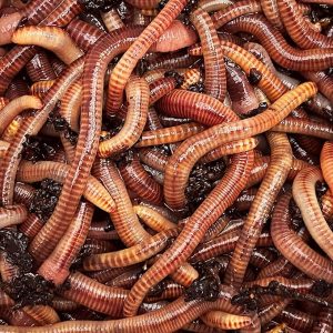 500 grammes de vers de Terre Vivants Eisenia